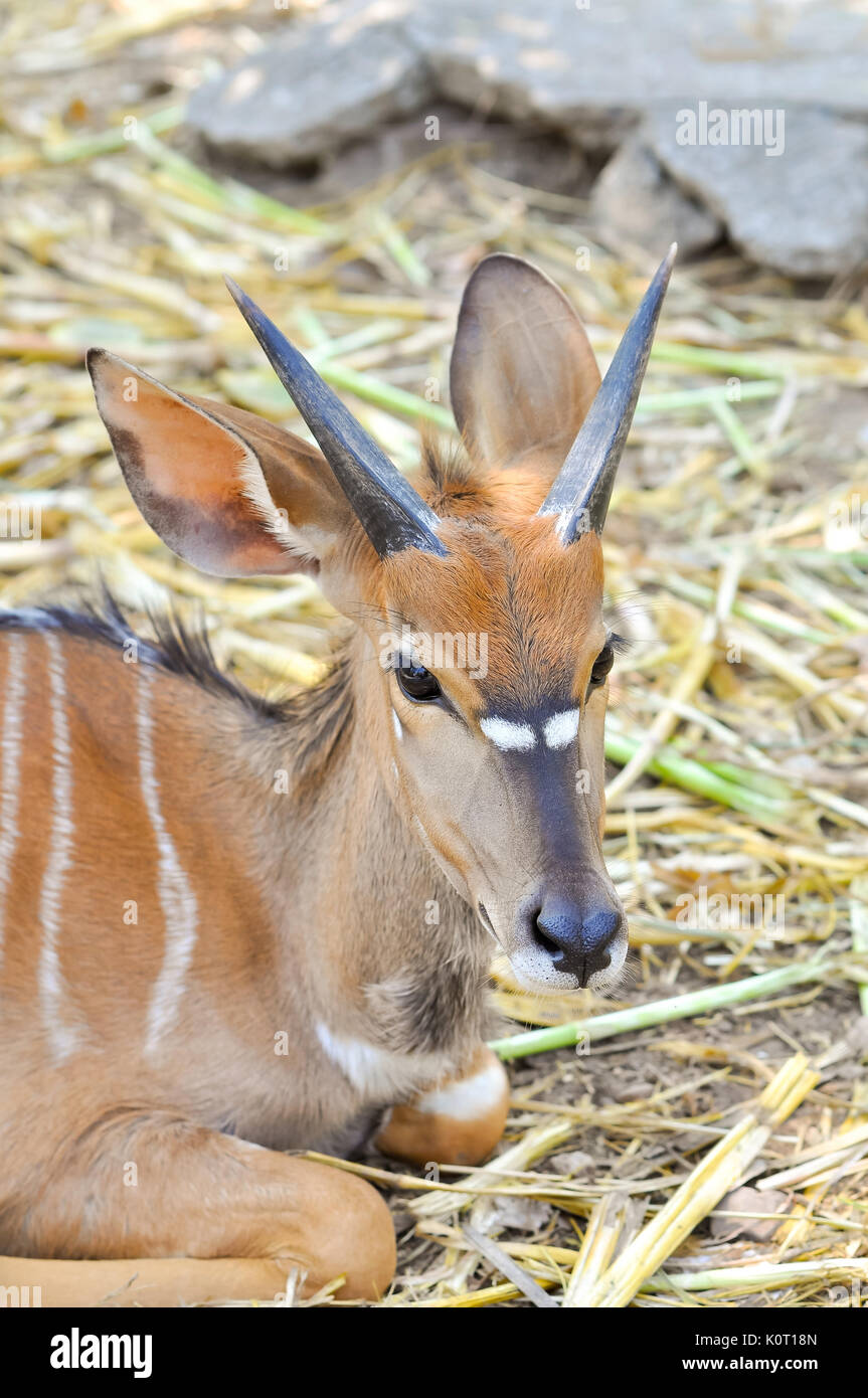 Das nyala, auch genannt, ist eine spiralförmige inyala Hörnern Antilopen native an das südliche Afrika. Stockfoto