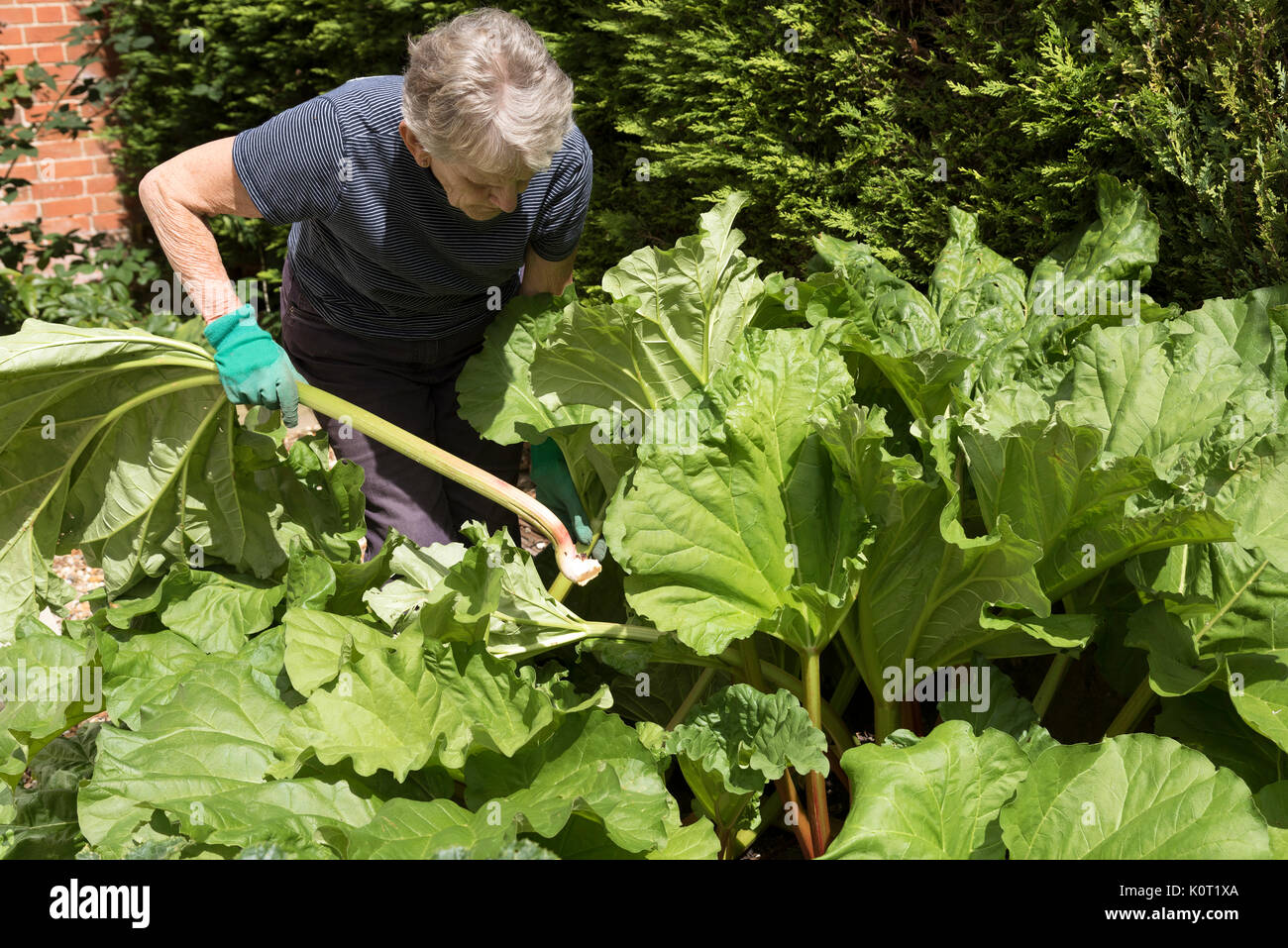 Ältere Frau Kommissionierung gemeinsamen Garten Rhuburb von einem Englischen Garten Stockfoto