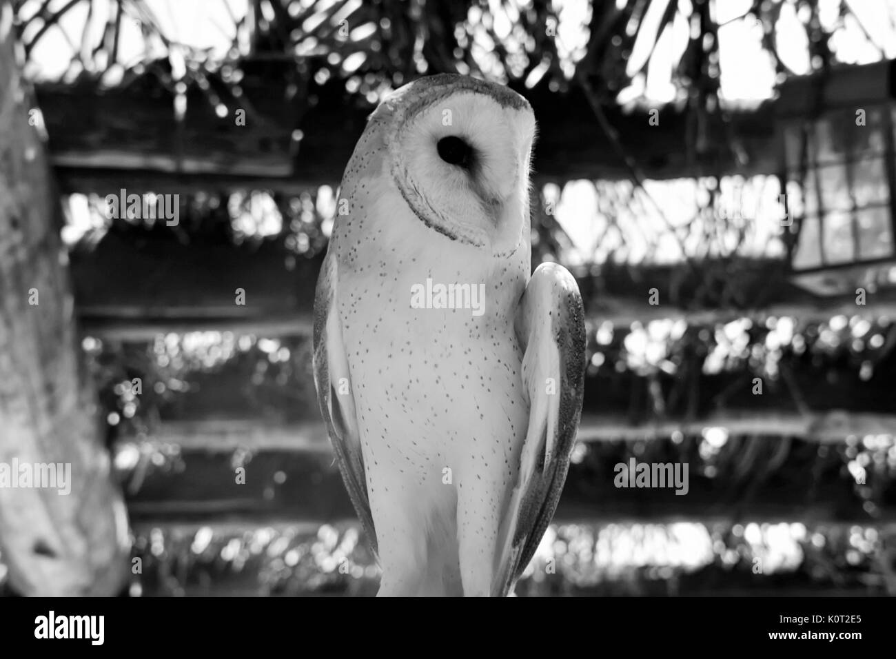 Barn Owl in Schwarz und Weiß Stockfoto