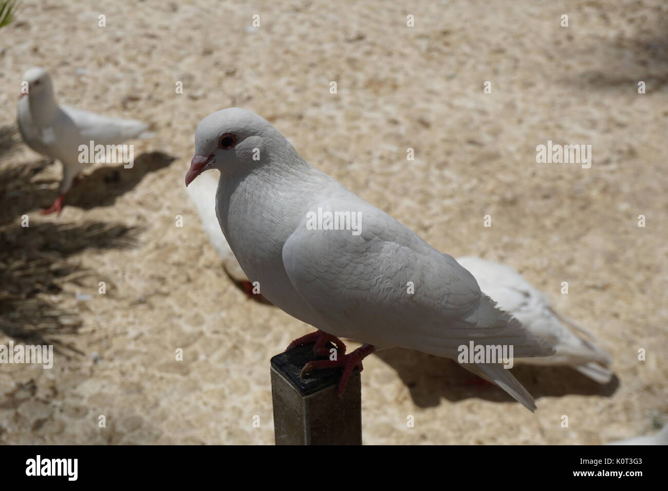 Reine weiße Taube, die auf einem Zaun sitzt Stockfoto