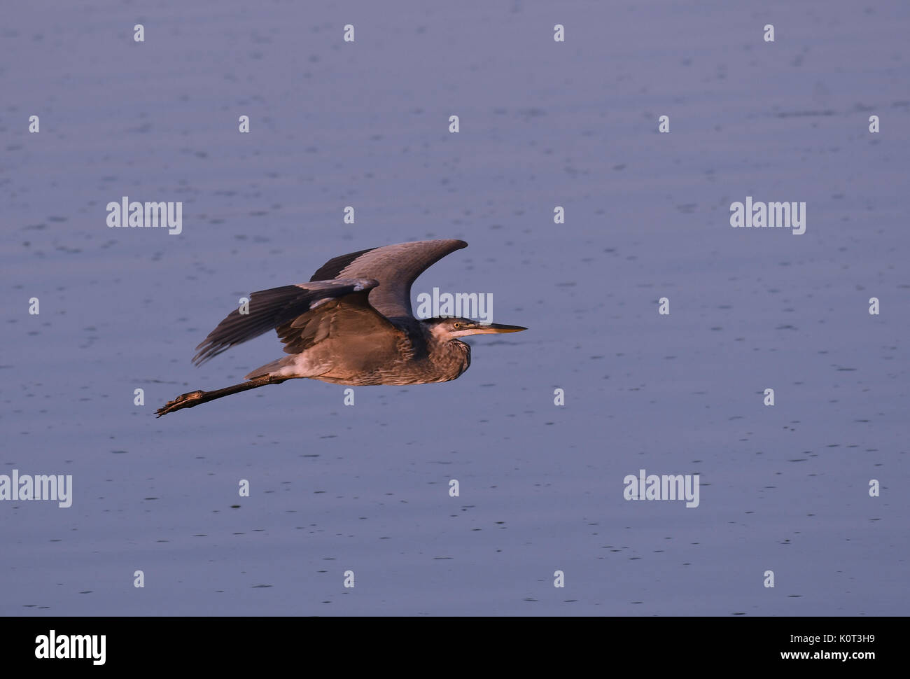 Great Blue Heron im Flug über Wasser Stockfoto