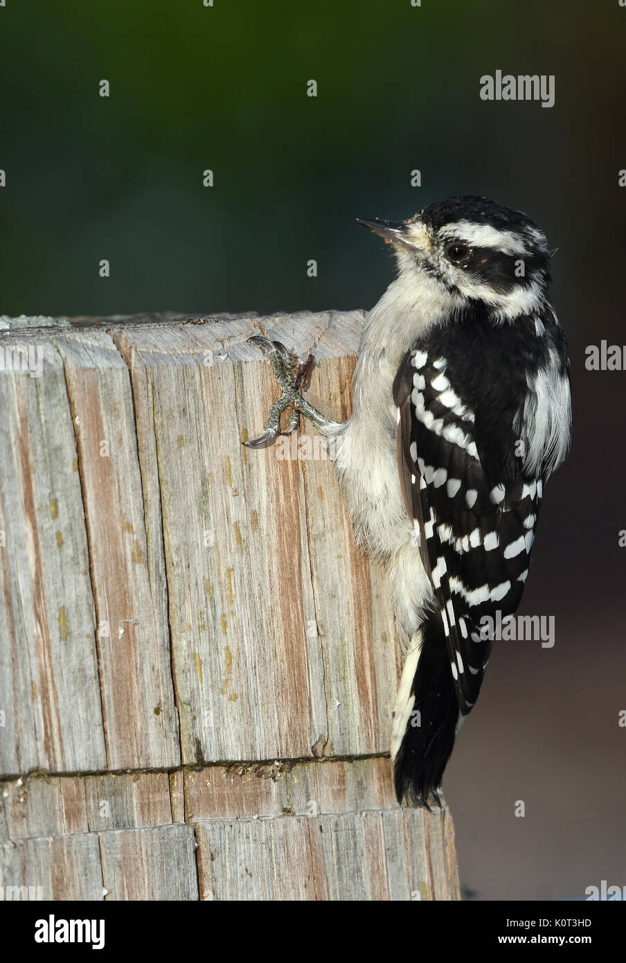 Downy Woodpecker thront auf Post Stockfoto