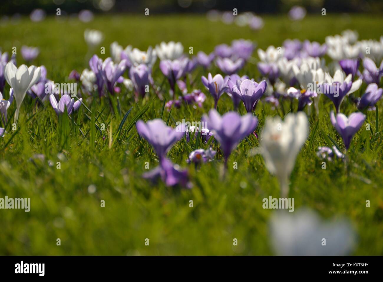 Crocus Felder Stockfoto