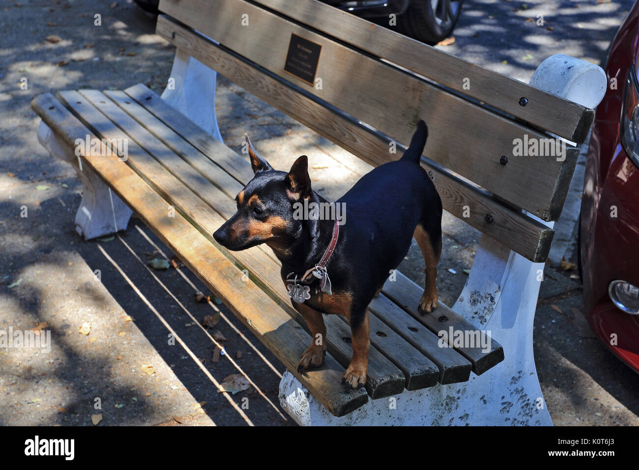 Hund auf einer Bank Sag Harbor Long Island New York Stockfoto