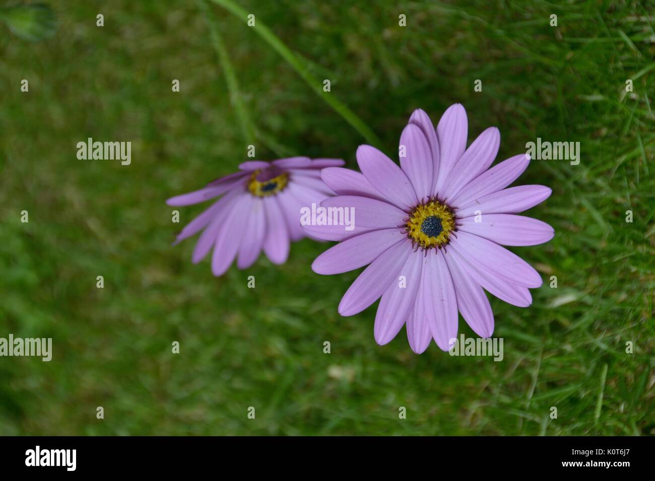 Nur ruhend Stockfoto