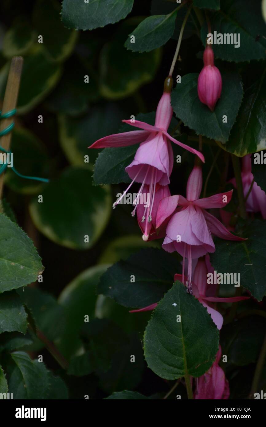 Fascia zierliche Ballerinas Stockfoto