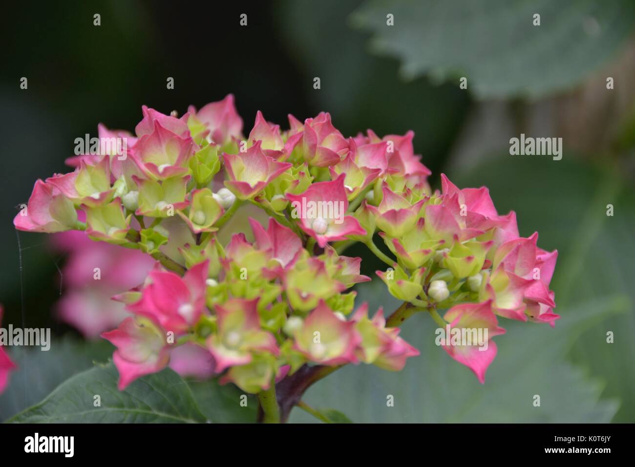 Rosa Hortensie Stockfoto