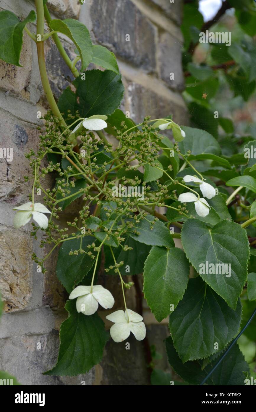Hydrangea klettern Stockfoto