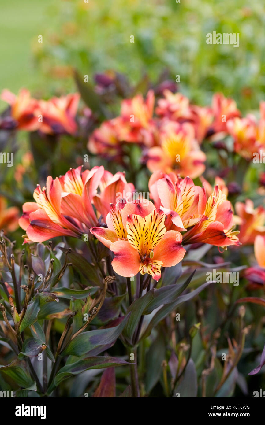Alstroemeria Indian Summer 'Tesronto 'Blumen im Garten. Stockfoto