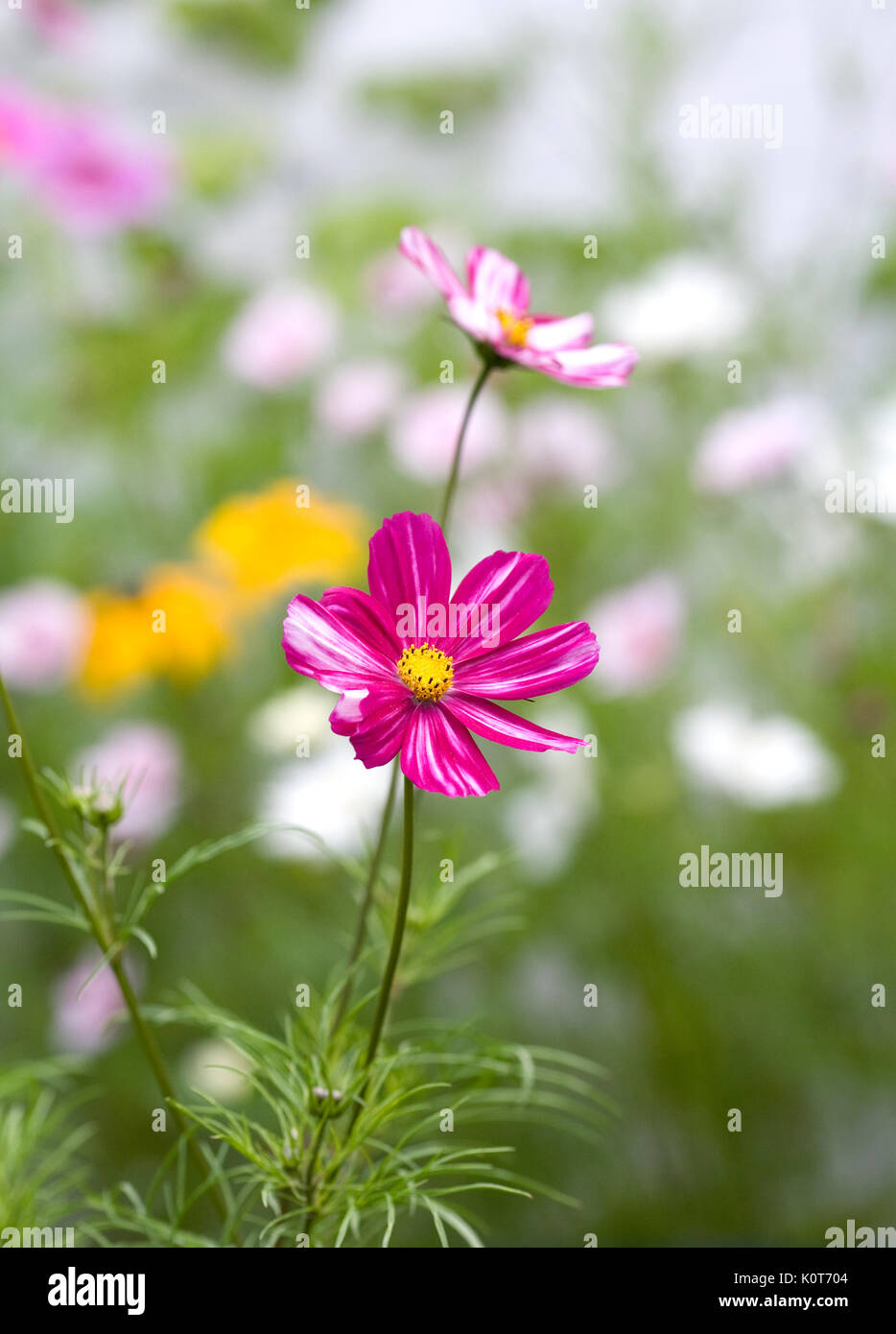 Schmuckkörbchen 'Fizzy Formel Mischung 'Blumen im Garten. Stockfoto