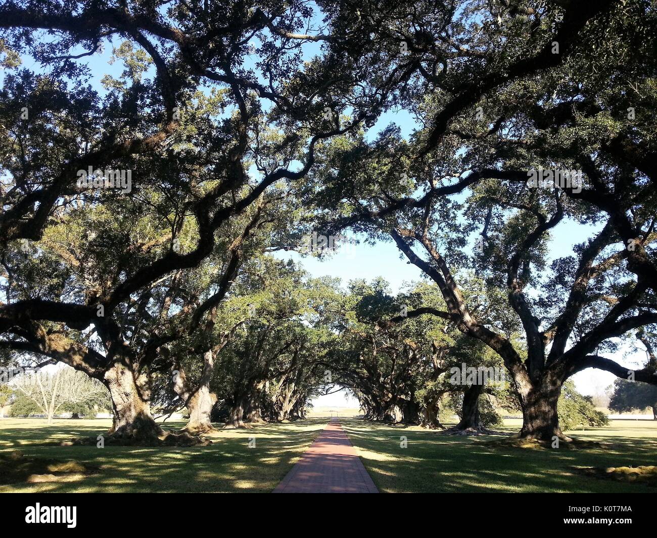 Oak Alley Plantation-Louisiana Stockfoto