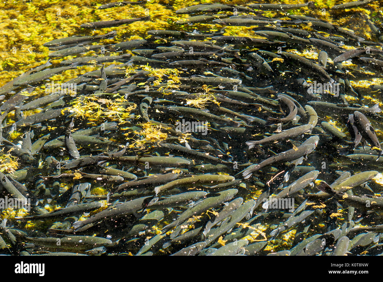 Forellen, die Landwirtschaft in den Fluss Clitunno in Umbrien (Italien). Querformat. Stockfoto