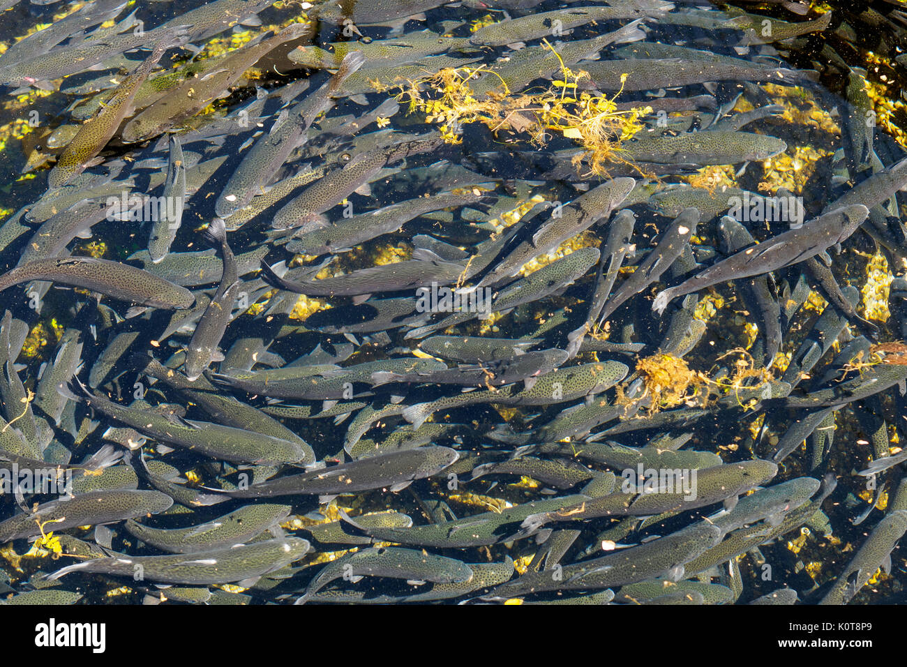 Forellen, die Landwirtschaft in den Fluss Clitunno in Umbrien (Italien). Querformat. Stockfoto