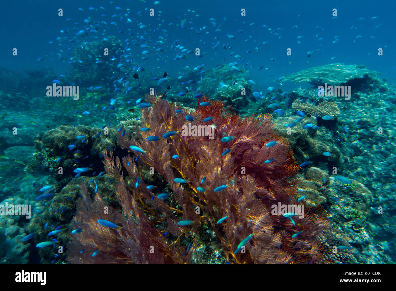 Blaue riffbarsche Surround eine rote Gorgonie Gorgonie beim Schnorcheln im Karst Topographie der Bucht der Inseln, Vanua Yageta, Lau Group, Fidschi Stockfoto