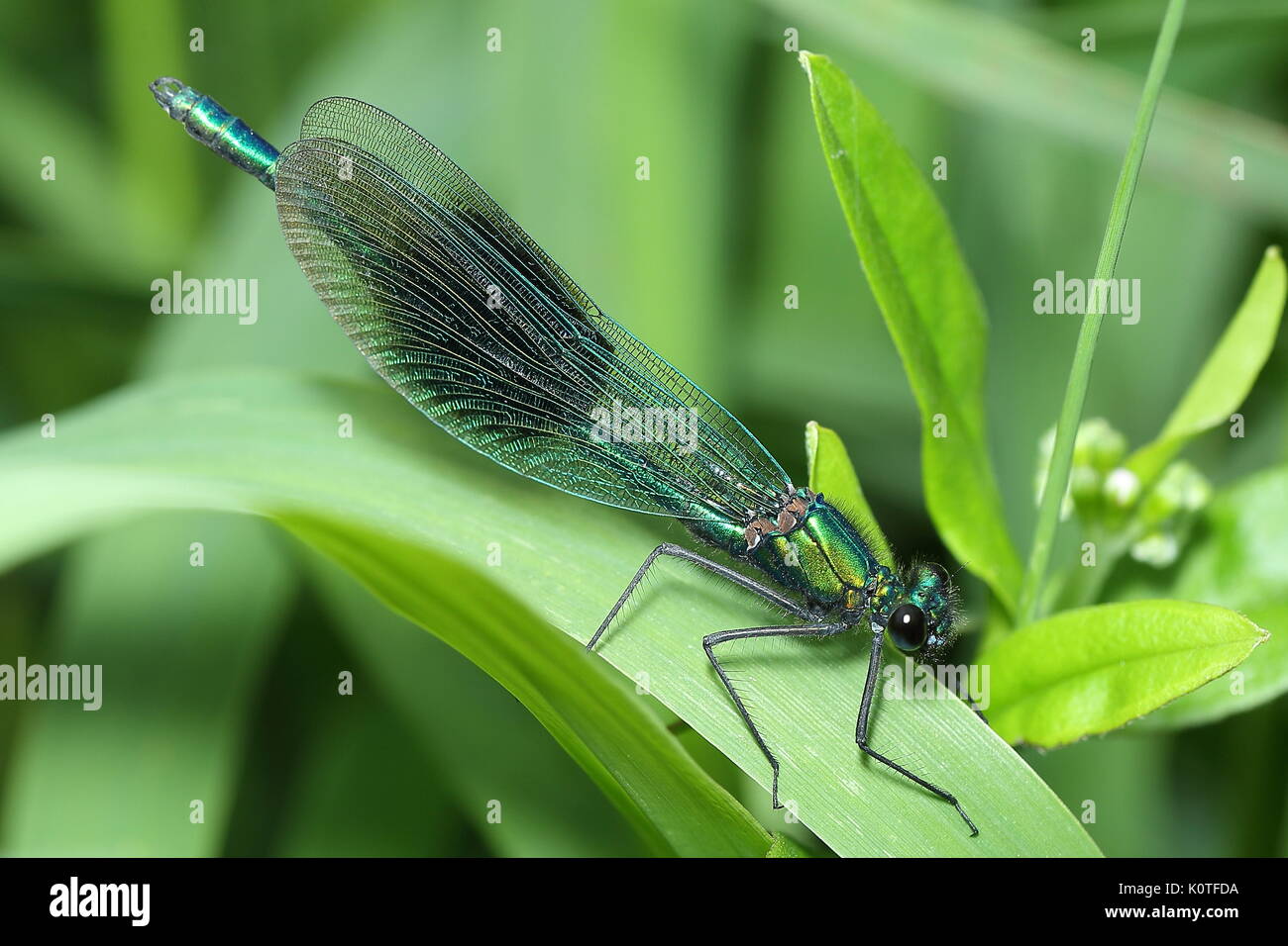 Gebänderten Prachtlibelle damselfly Stockfoto