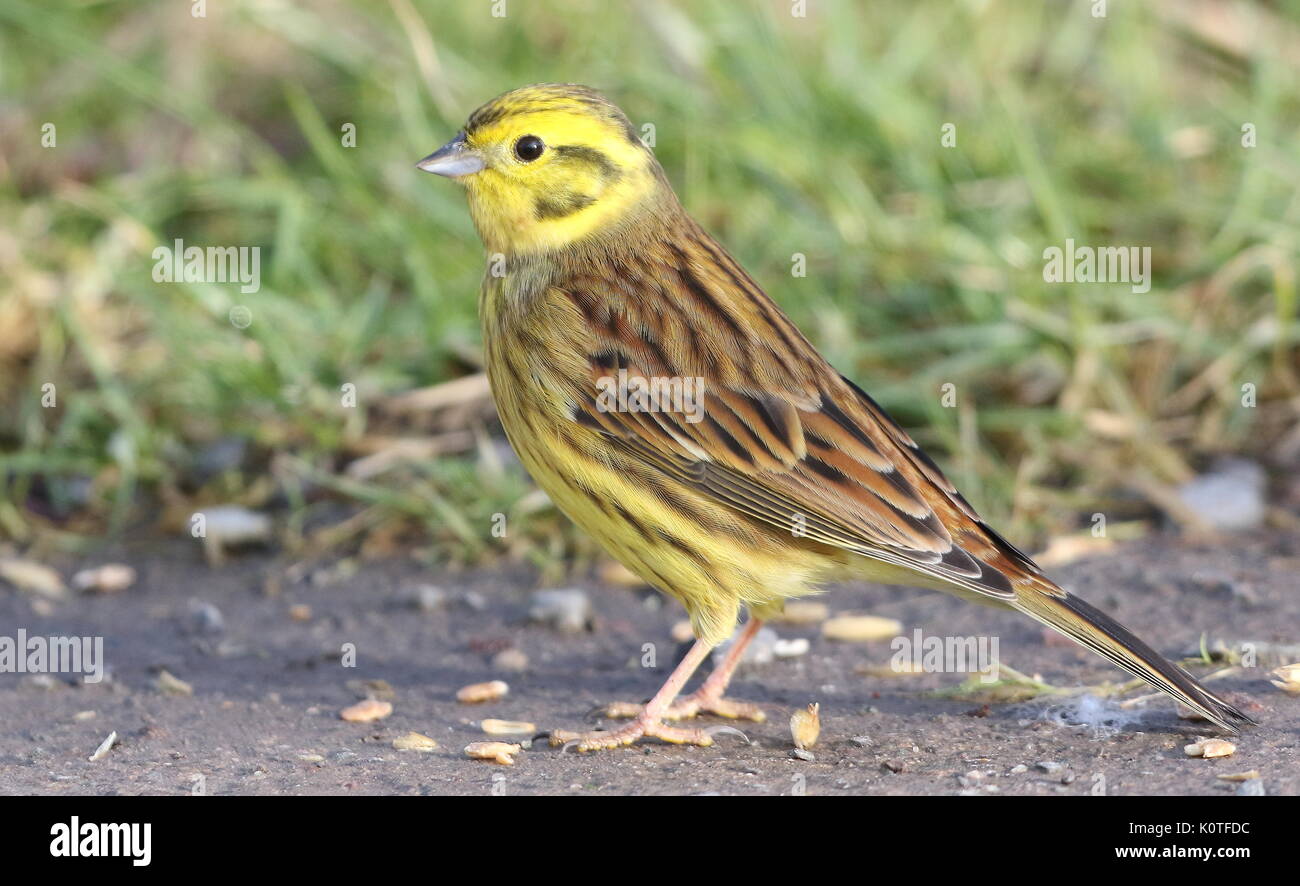 Goldammer auf Boden Stockfoto