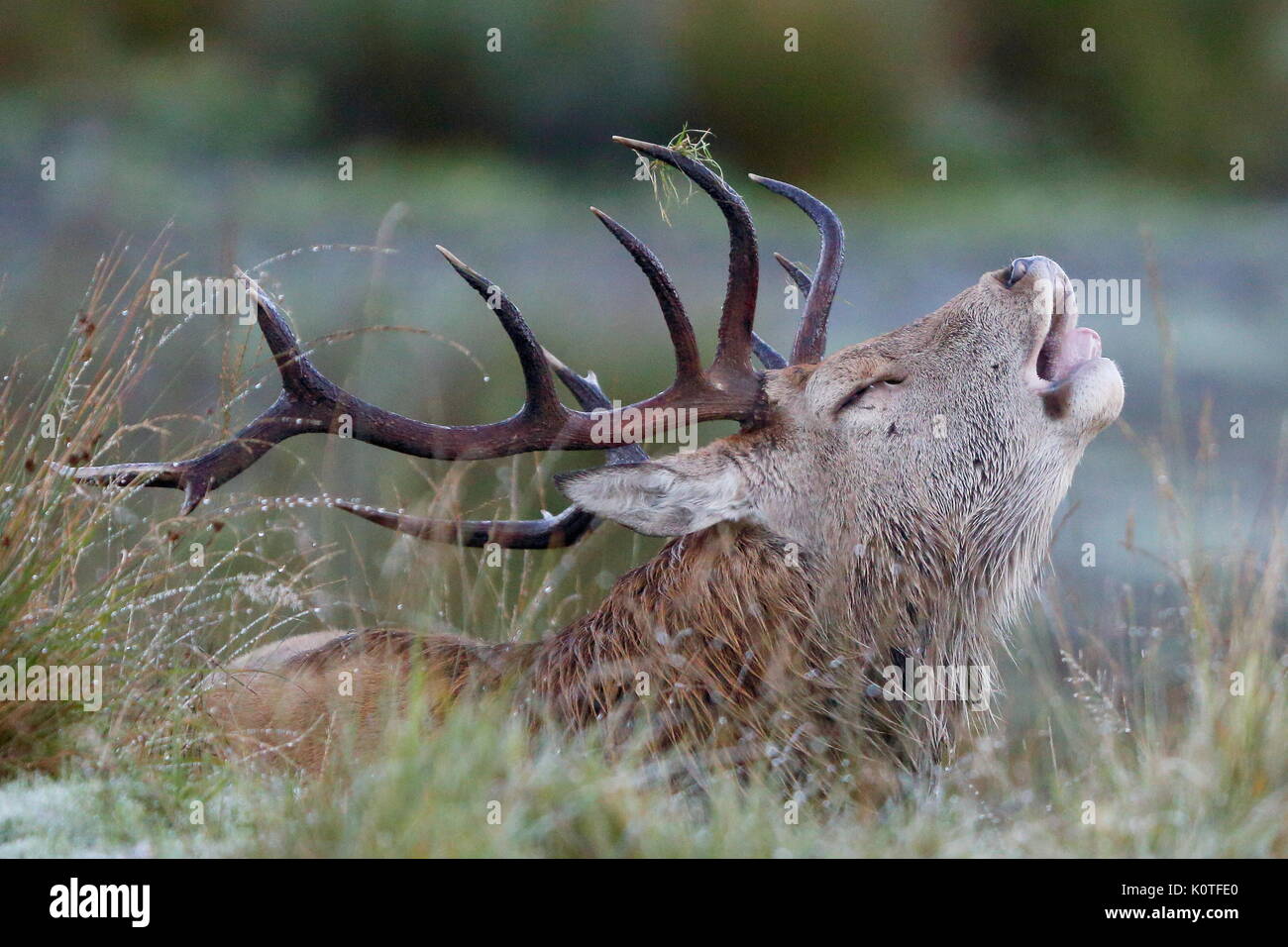 Ruf der Wildnis Stockfoto