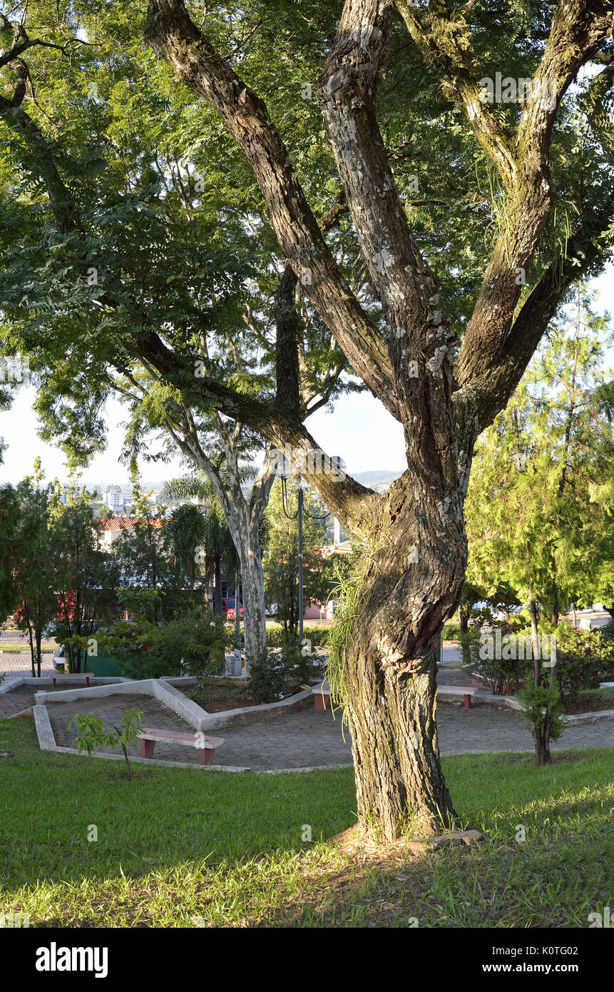 Clseup von einem Baum an einem öffentlichen Ort in Valinhos, SP-Brasilien Stockfoto