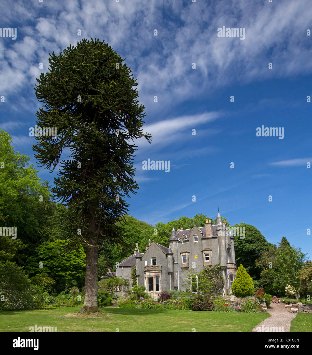 Ascog Halle , Herrenhaus mit großem Garten von alten Monkey Puzzle Tree beherrscht Steigende in blauer Himmel auf der Insel Bute, Schottland Stockfoto