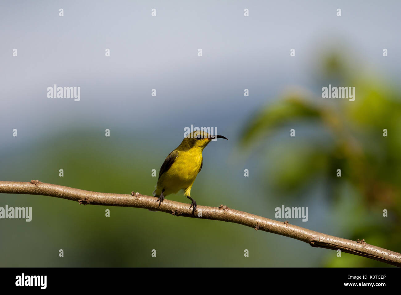 Olive-backed Sunbird, Bauche Sunbird auf einem Baum Stockfoto