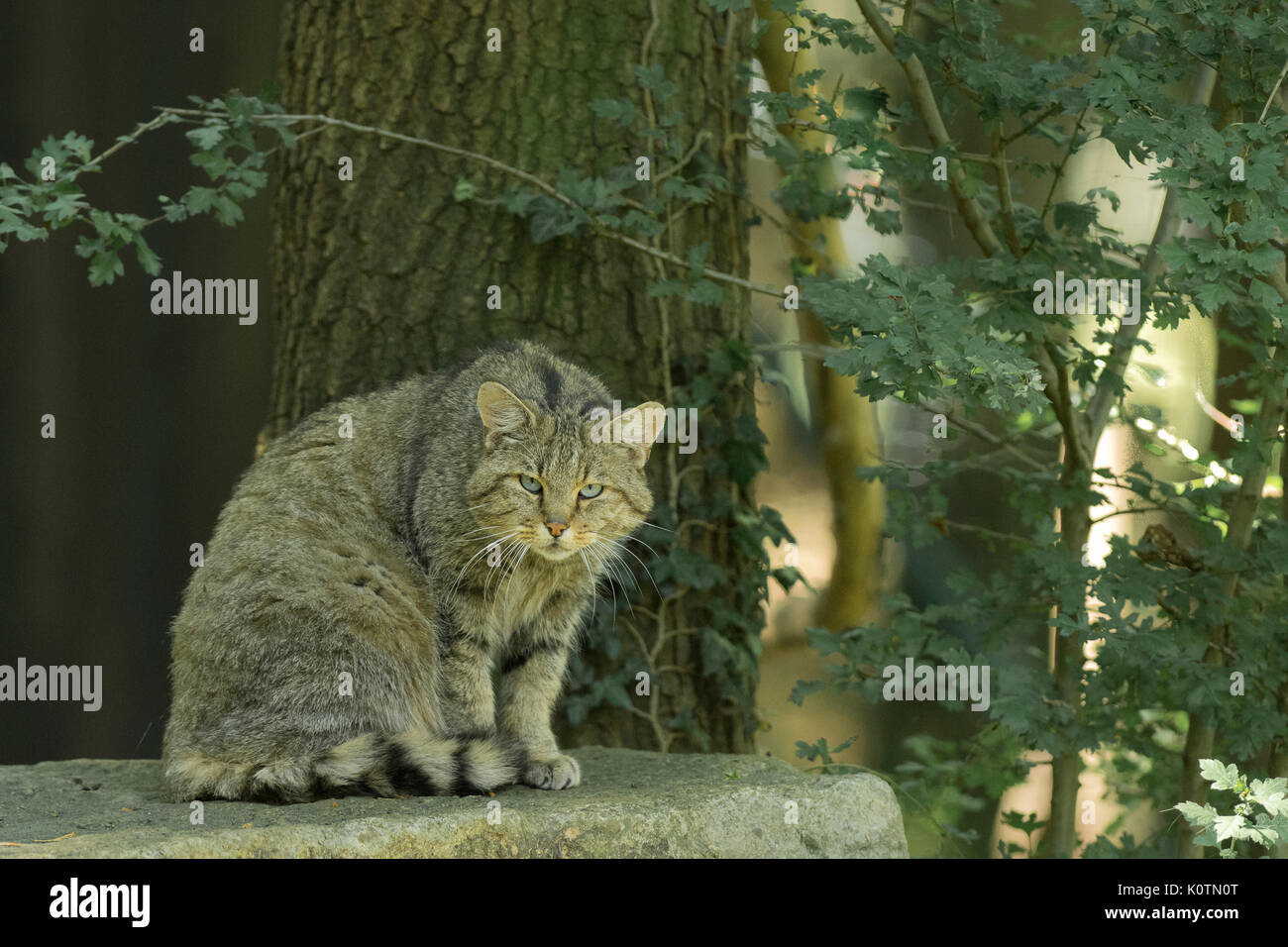 Wildcat Stockfoto