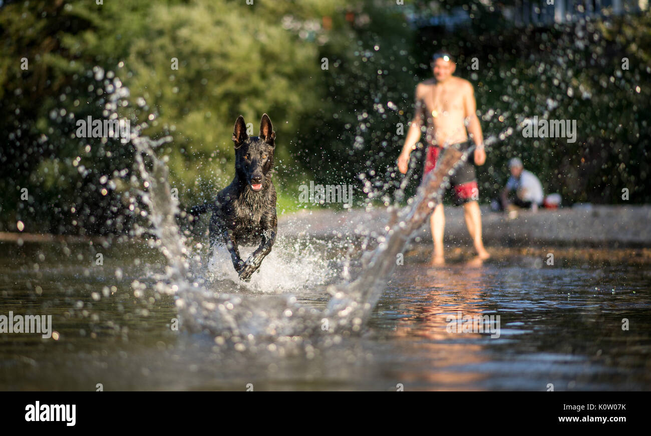 'Cali Agent', ein x-herder Hund, Abholen eines Stick, in das Wasser in Tübingen, Deutschland, 23. August 2017 geworfen wurde. Foto: Sebastian Gollnow/dpa Stockfoto