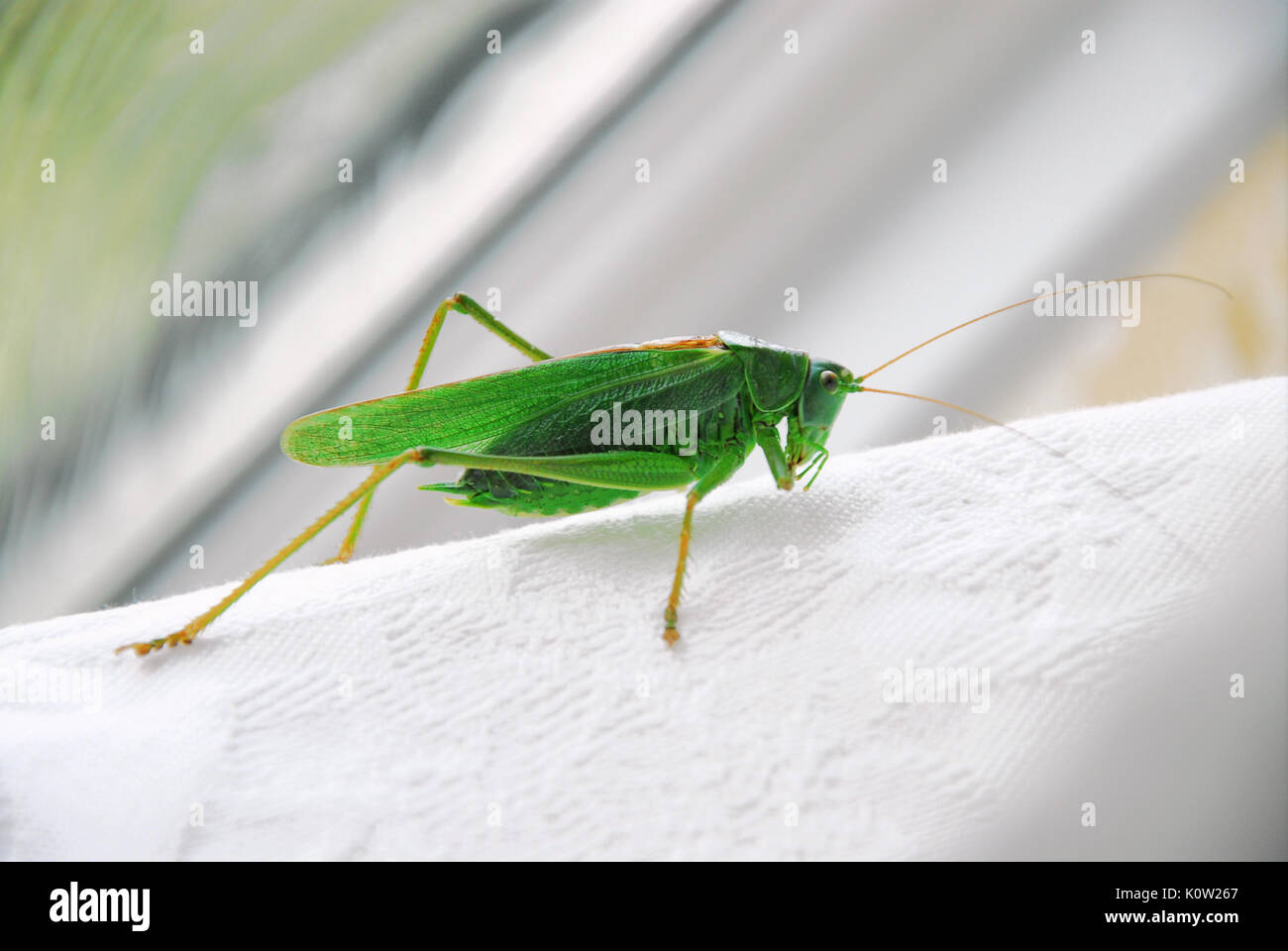 Fortuneswell, Dorset, Großbritannien. 24 Aug, 2017. Warmes Wetter bringt ein Mann großen Green Bush Cricket (Tettigonia Viridissima) im Fortuneswell, Isle of Portland. Diese schutzräume im Schatten einer Badezimmer. Credit: stuart Hartmut Ost/Alamy leben Nachrichten Stockfoto