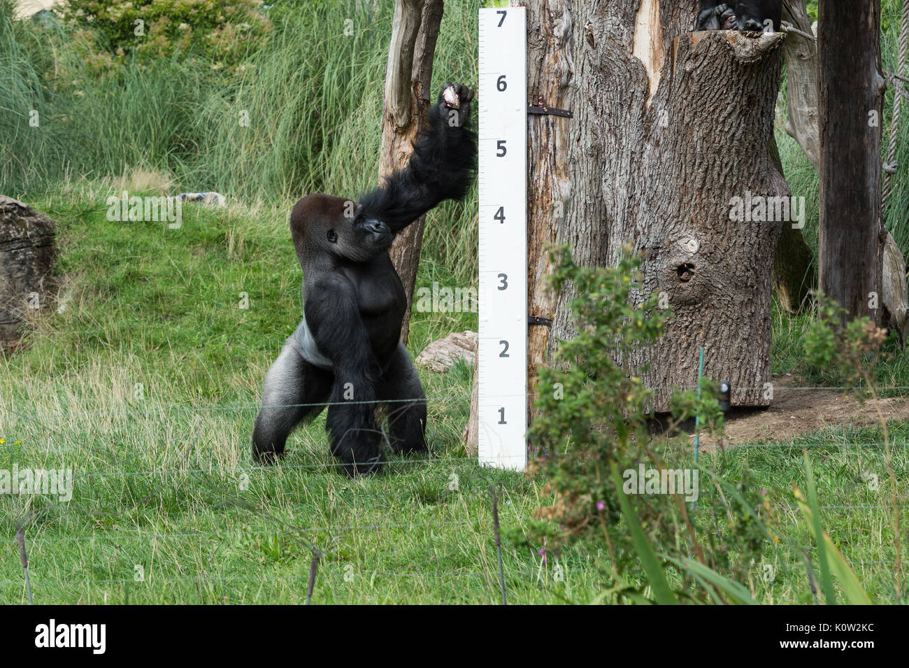 London, Großbritannien. 24 August, 2017. Zoowärter die Höhen der Gorillas messen während der jährlichen Weigh-in im ZSL London Zoo. Jedes Jahr keepers an lebenswichtigen Statistiken der London Zoo Tiere aufnehmen, um ihre Gesundheit zu überwachen und das allgemeine Wohlbefinden. Credit: Wiktor Szymanowicz/Alamy leben Nachrichten Stockfoto