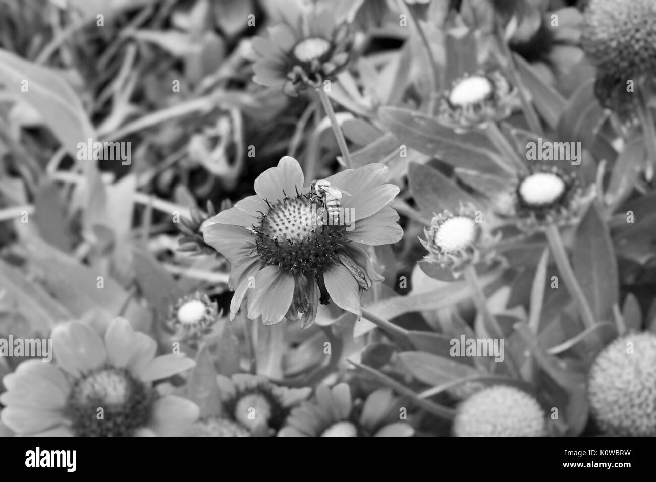 Biene saugt Nektar von Blüten Stockfoto