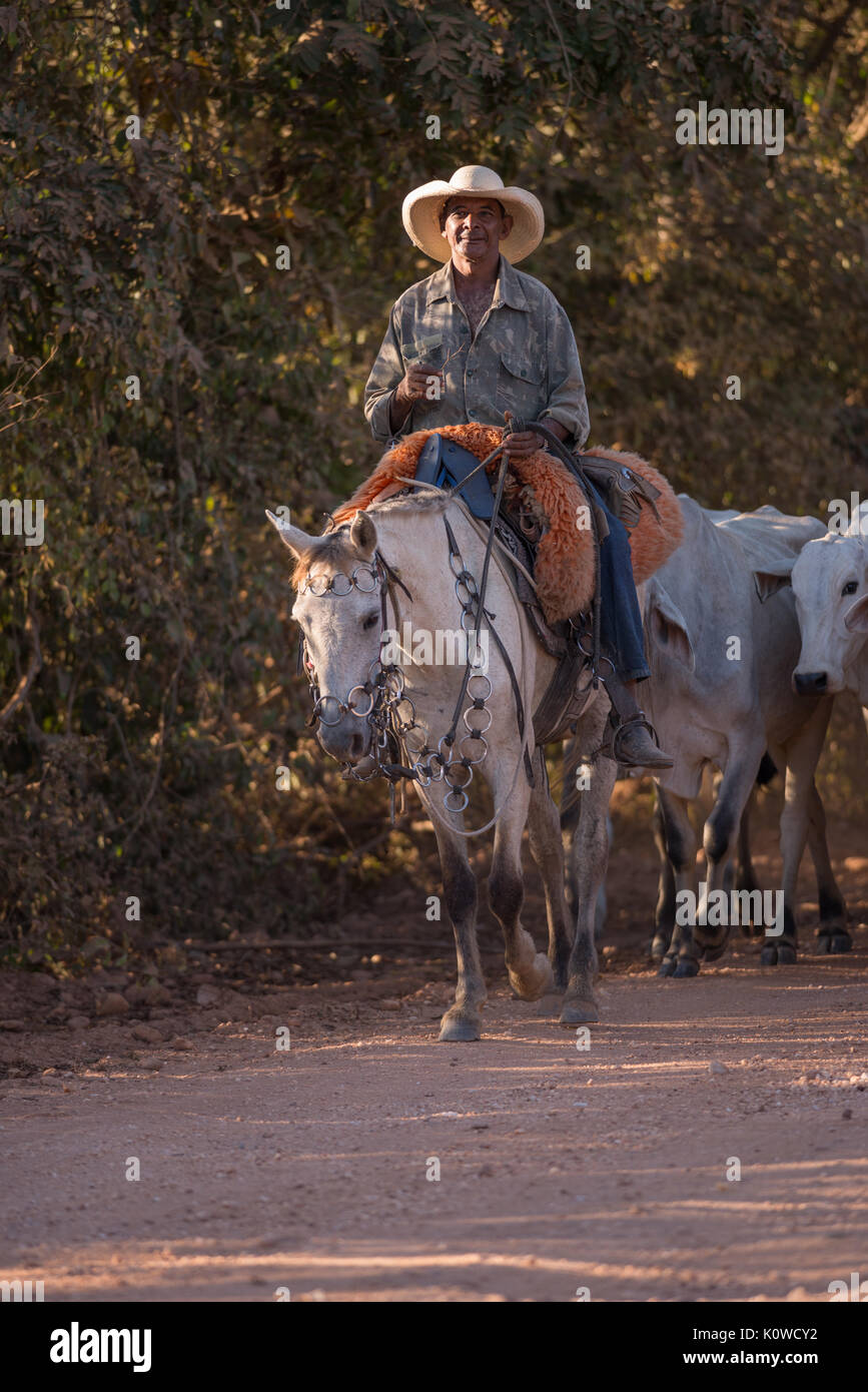 Pantaneiro Cowboys fahren Rinder Stockfoto