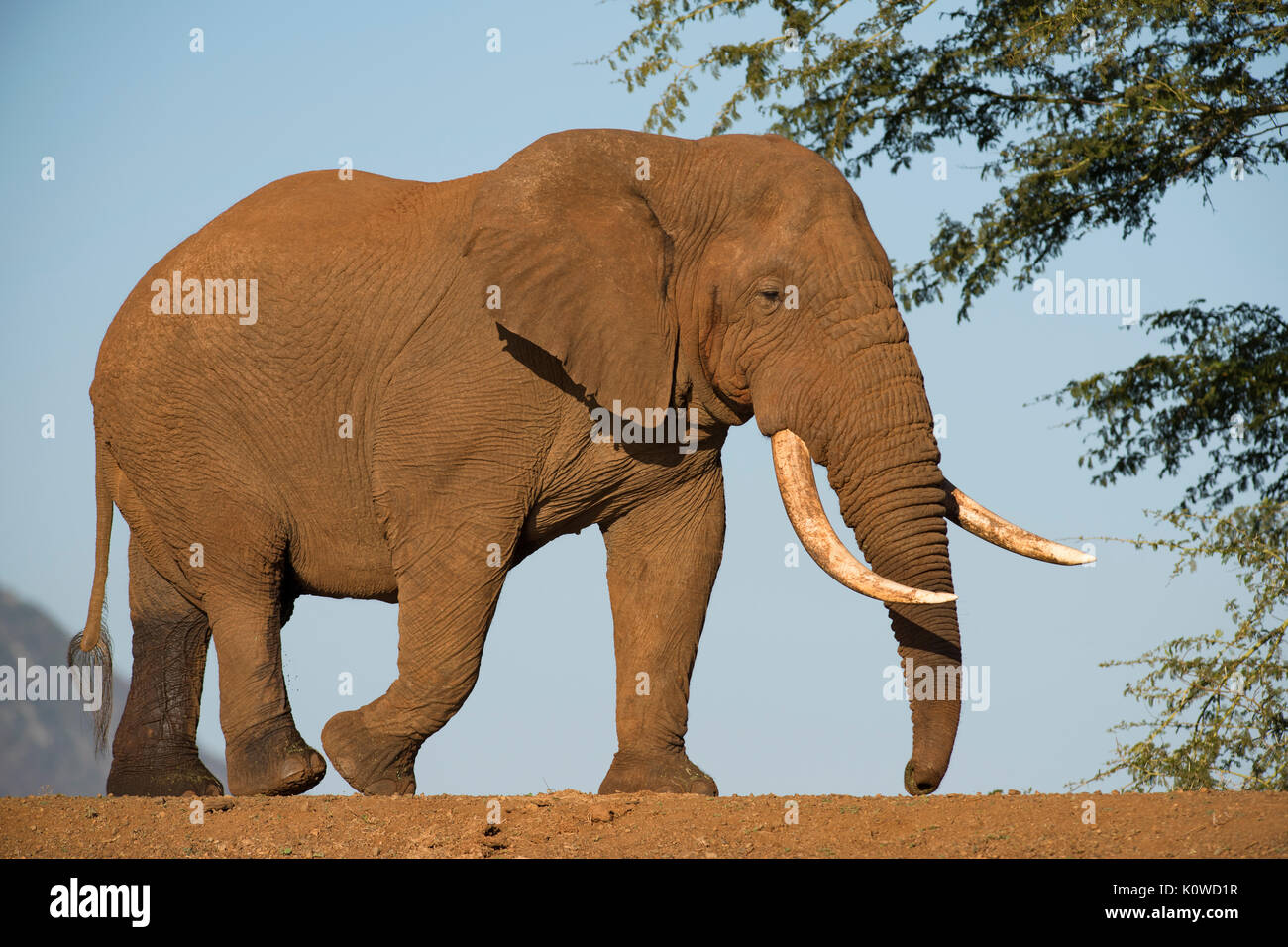 Afrikanischen Busch Elefant (Loxodonta africana), Old Bull gehen auf einem Damm, Zimanga Game Reserve, KwaZulu Natal, Südafrika Stockfoto