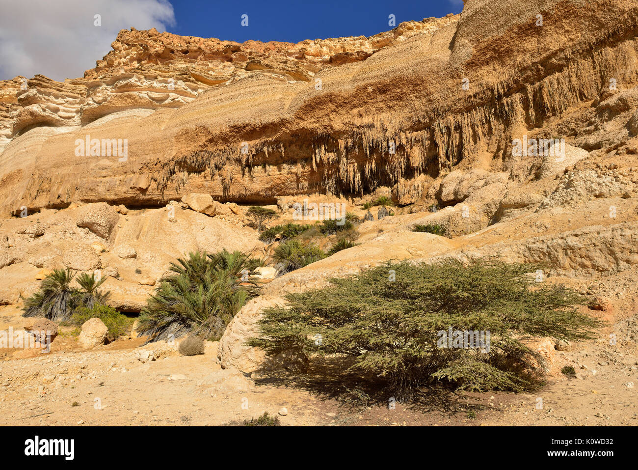 Kalkstein Schlucht des Wadi Shuwaymiyah, Dhofar, Oman Stockfoto