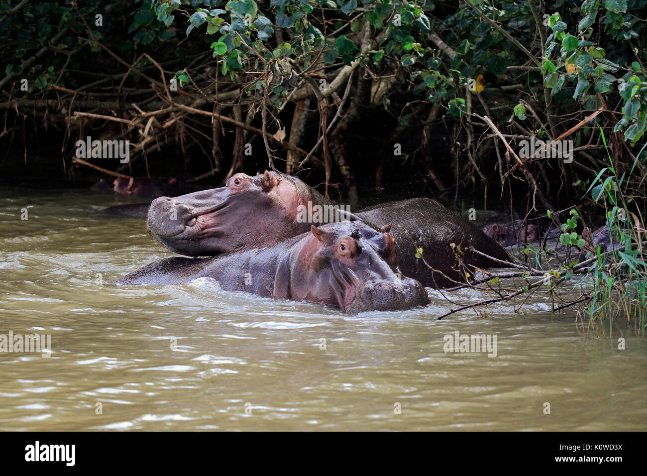 Hippos (Hippopatamus amphibius), Erwachsener, in Wasser, Mangroven, Saint Lucia Estuary, Isimangaliso Wetland Park, Kwazulu Natal. Stockfoto