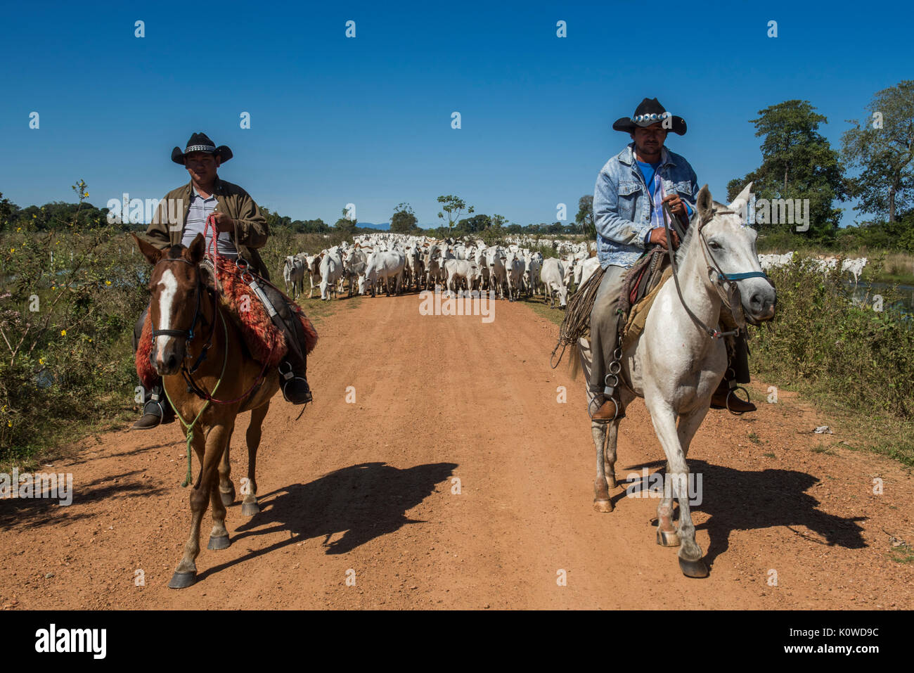 Zwei Cowboys auf Pferden mit einer Herde von Nelore Rinder auf Feldweg, Pantanal, Mato Grosso do Sul, Brasilien Stockfoto