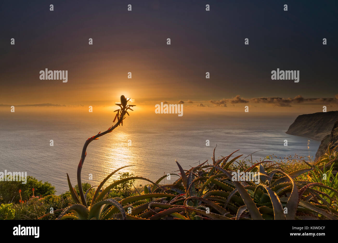 Sonnenuntergang über dem Atlantischen Ozean, Aloe blossom vor Sonne, Südwestküste, Madeira, Portugal Stockfoto