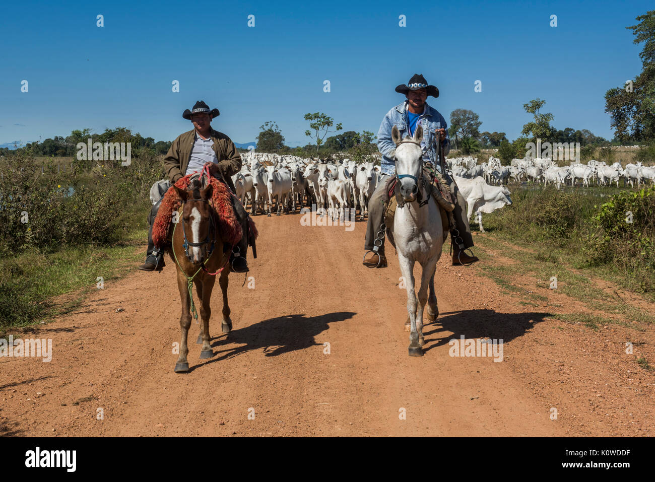 Zwei Cowboys auf Pferden mit einer Herde von Nelore Rinder auf Feldweg, Pantanal, Mato Grosso do Sul, Brasilien Stockfoto