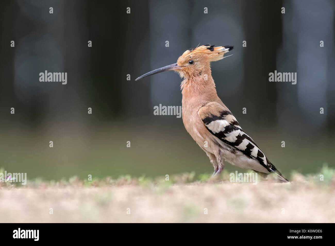Wiedehopf (Upupa epops), Nationalpark Kiskunság, Ungarn Stockfoto