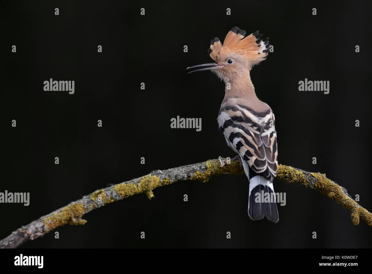 Wiedehopf (Upupa epops), Nationalpark Kiskunság, Ungarn Stockfoto
