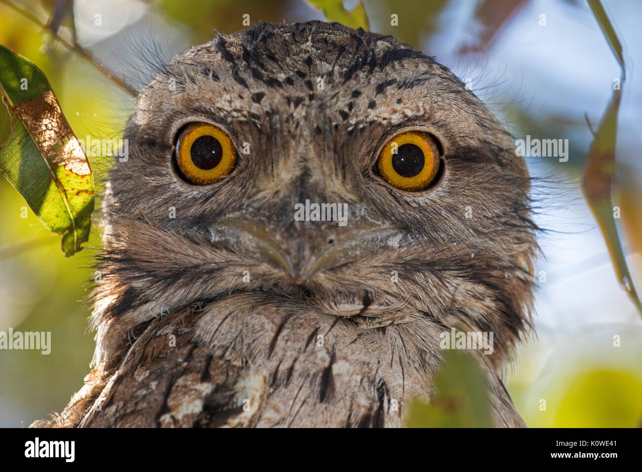 Tawny frog Mund Stockfoto