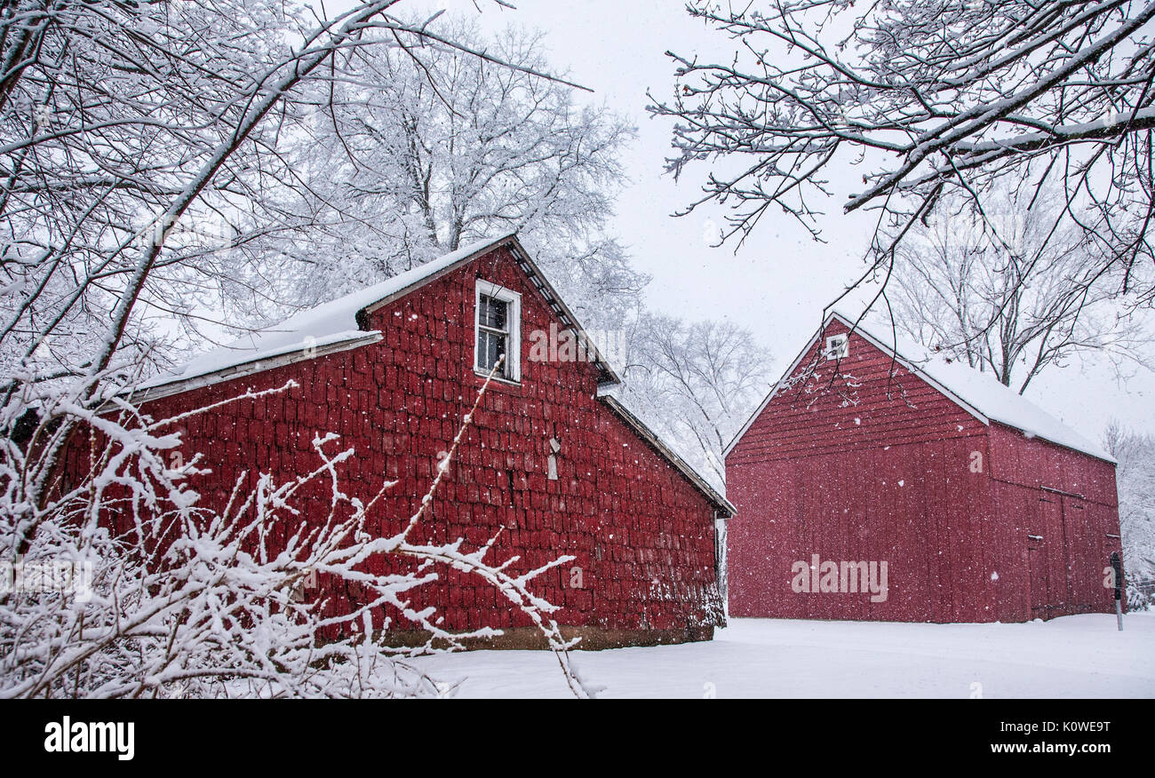 Historische Scheunen in einem Wintergarten Schneesturm, Cranbury, New Jersey, USA, Mercer County Winterlandschaft Schnee fällt, Bauernhof rot amerikanischen Scheune Stockfoto