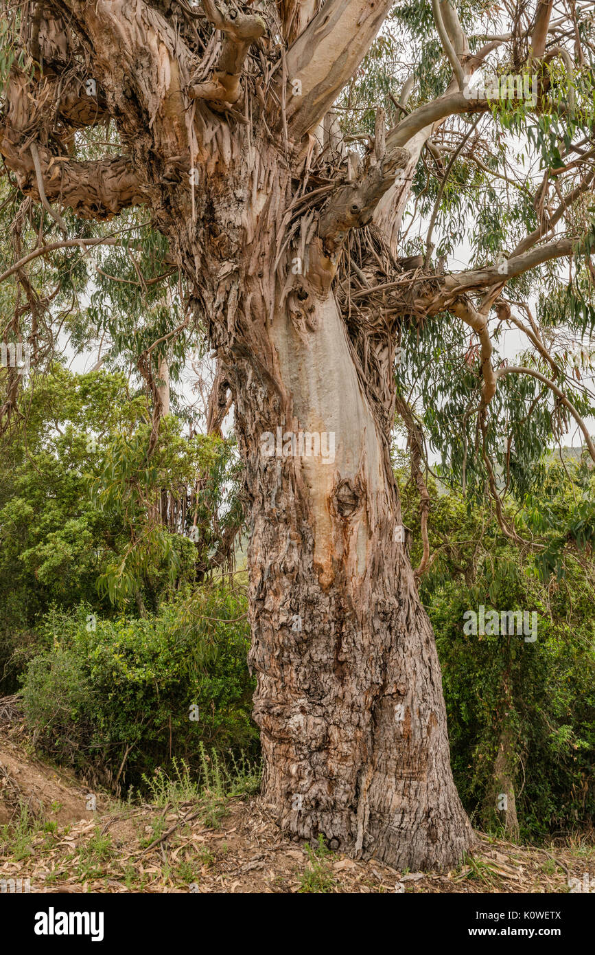 Eukalyptus Baumstamm, eingeführten Arten aus Australien geholt, entlang der Straße D-55 im Wald von Chiavari, Corse-du-Sud, Korsika, Frankreich Stockfoto