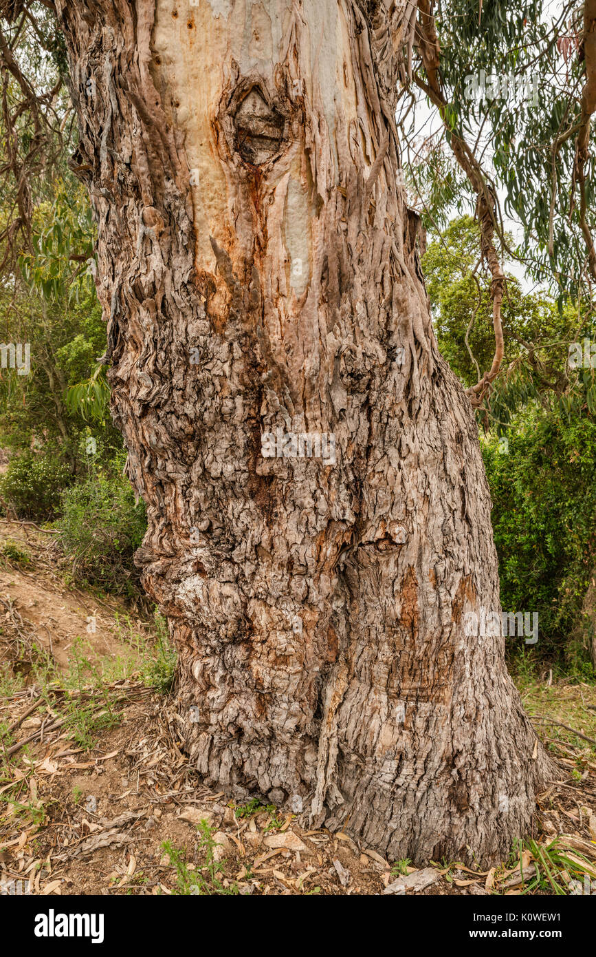 Eukalyptus Baumstamm, eingeführten Arten aus Australien geholt, entlang der Straße D-55 im Wald von Chiavari, Corse-du-Sud, Korsika, Frankreich Stockfoto