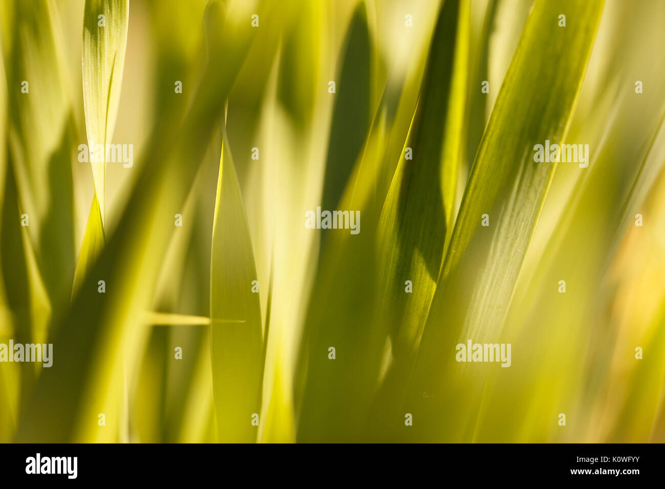 Gelbe Gras in der Sonne. Bunte natürliche Hintergrund Zusammenfassung Stockfoto