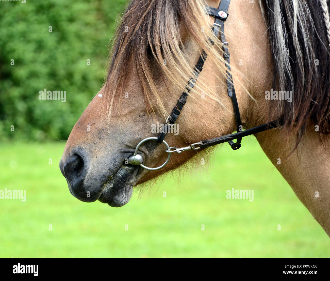 Pferd mit etwas in den Mund. Stockfoto
