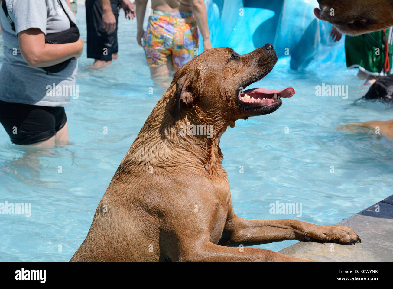 Lächelnd glücklich gemischte Rasse Hund im Pool im Pool Party Hund schwimmen Stockfoto