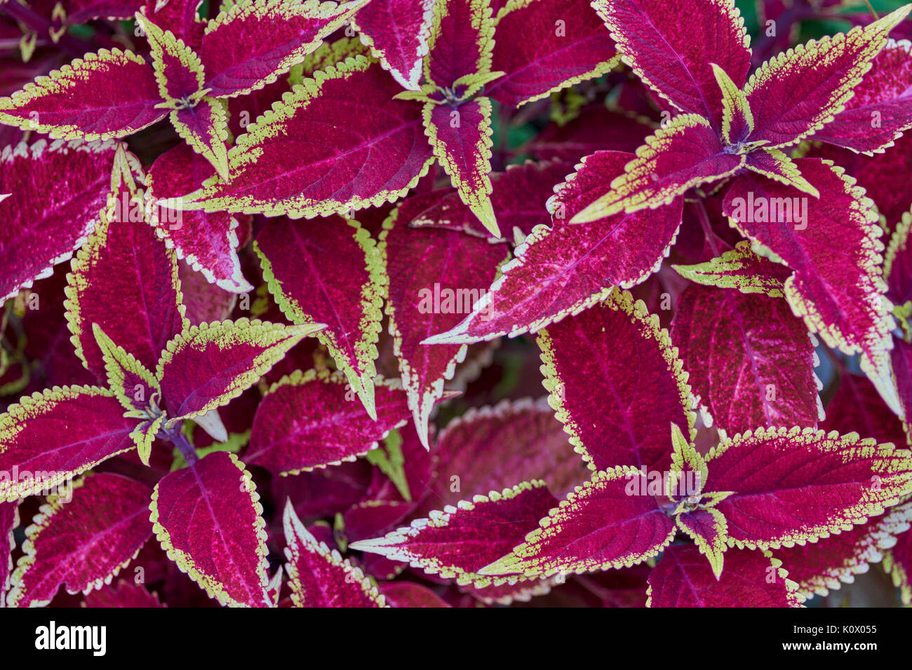 Plectranthus scutellarioides, Coleus blumei Solenostemon scutellarioides Coleus Red Roof üppige rote Blätter mit farbigen Kanten Stockfoto