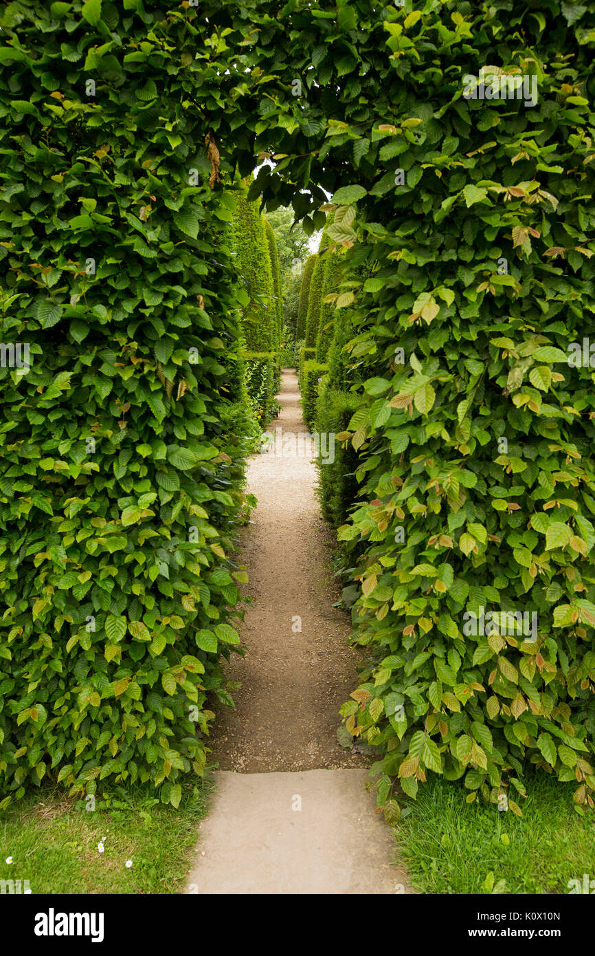 Lange Weg durch den Garten Bogen von dichten grünen Laub der Eibe führenden Vergangenheit formgehölze Hecken in Englischer Garten Stockfoto