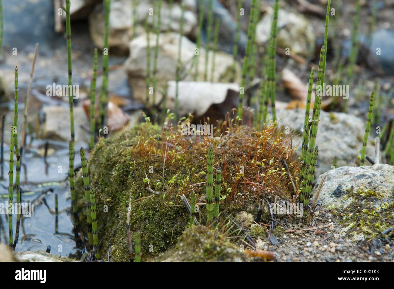 Schachtelhalm Im Garten Teich Stockfoto Bild 155465388 Alamy