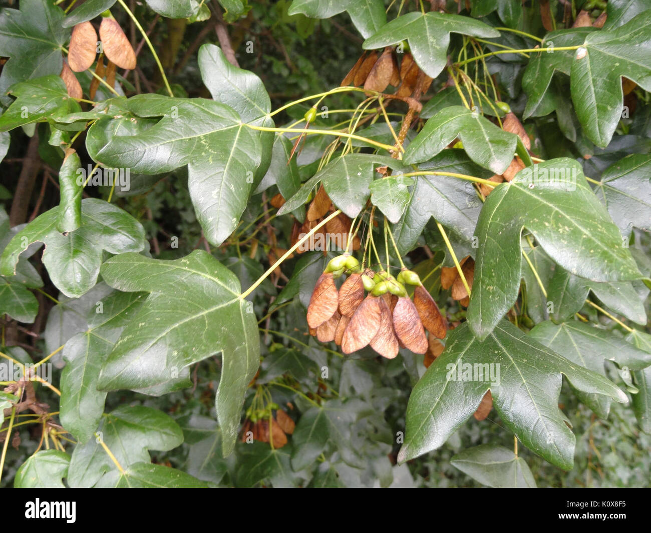 Acer monspessulanum Palmengarten Frankfurt DSC 01995 Stockfoto