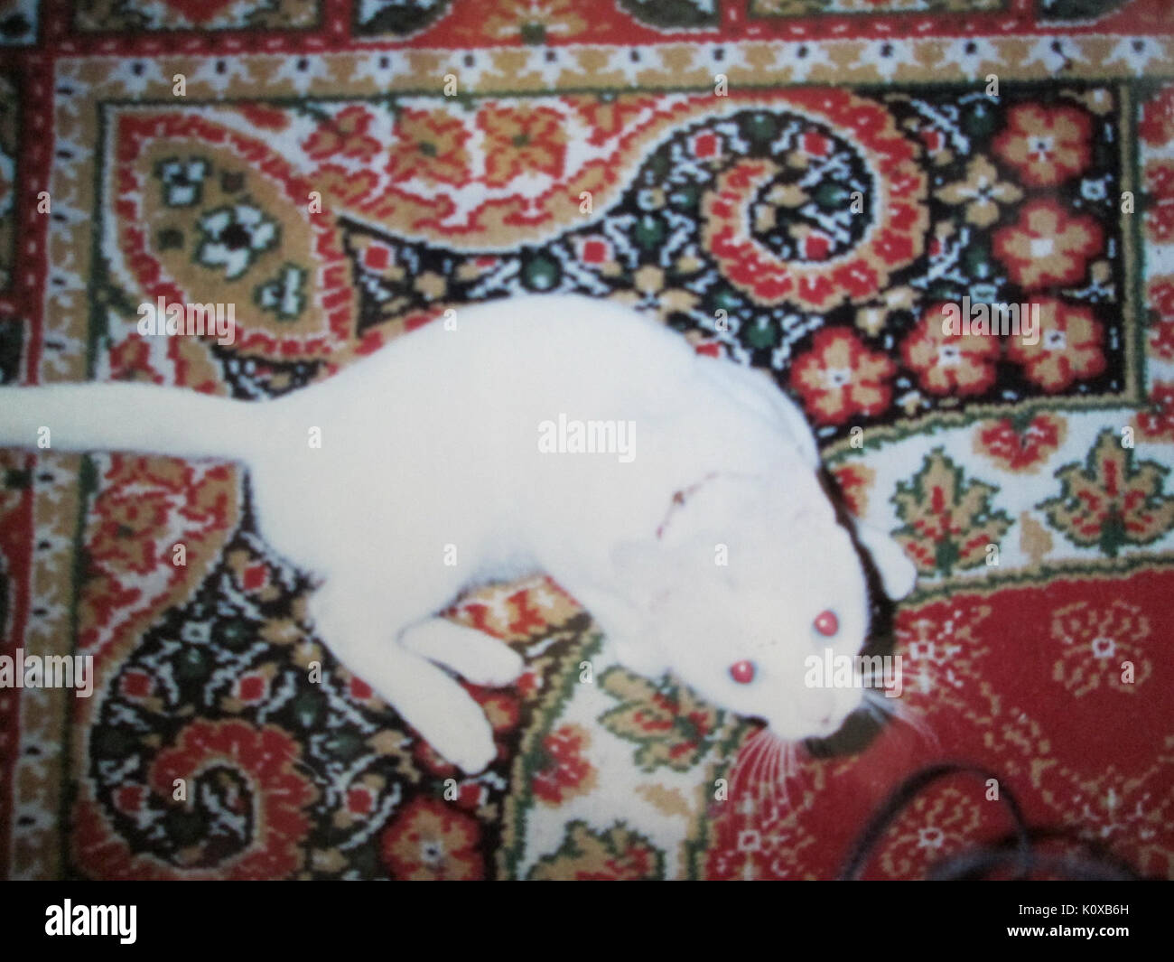 Albino Siamesische Katze "Trixie" Stockfoto